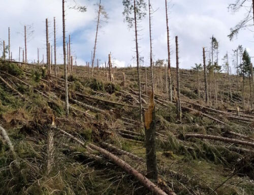 Paesaggio, cambiamento climatico e crisi ambientale